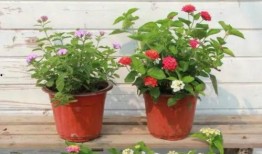 内蒙古七夕爆料视频最新,揭秘草原上的浪漫传说与神秘习俗